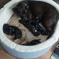 Thumbnail photo of 3 male puppies #3