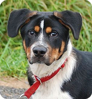 Providence Ri Border Collie Meet Buster A Pet For Adoption