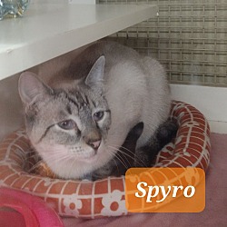 Photo of Spyro 8139