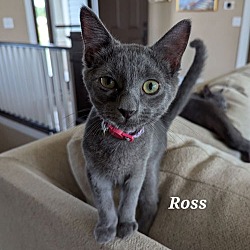 Thumbnail photo of Ross #1