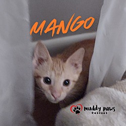 Thumbnail photo of Garden Variety Litter: Mango #2