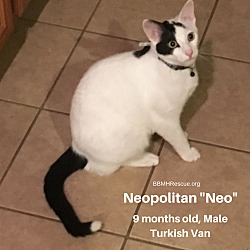 Thumbnail photo of Neopolitan "Neo" #4