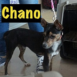 Thumbnail photo of Chano #4
