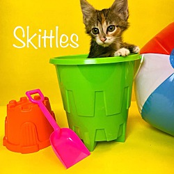 Thumbnail photo of Skittles - Adoption Pending #3
