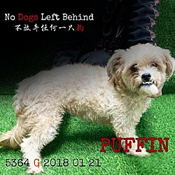 Thumbnail photo of Puffin 5364 #1