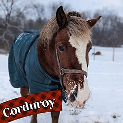 Thumbnail photo of Corduroy #1