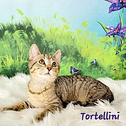 Thumbnail photo of Tortellini #3