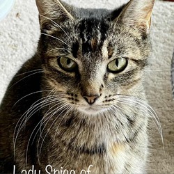 Photo of Lady Spice of Thornville