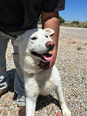 Helena, MT - Siberian Husky. Meet BELLA a Pet for Adoption - AdoptaPet.com