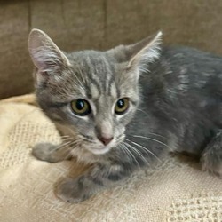 Thumbnail photo of Penelope- $25 Bissell Sponsored Adoption Fee! #2