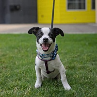 adopt a pet