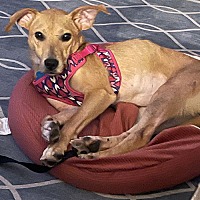 adopt-pet