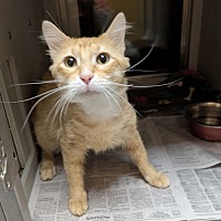 adopt a pet