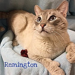 Thumbnail photo of Remington #1