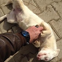 Thumbnail photo of Snoopy - Kosovo Dog #4