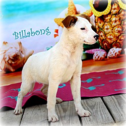 Thumbnail photo of Billabong~adopted! #1