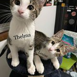 Thumbnail photo of Thelma & Louise #1