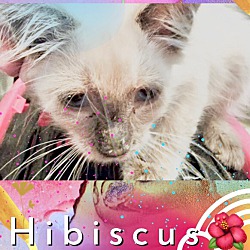 Thumbnail photo of Hibiscus #4