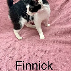 Thumbnail photo of finnick #2