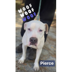 Thumbnail photo of Pierce #1