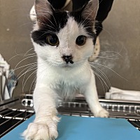 adopt-pet