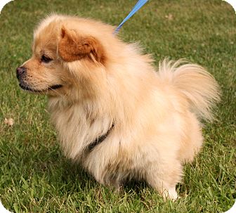 chow chow pekingese mix