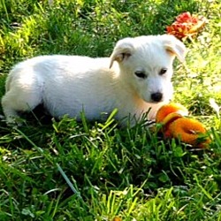 Thumbnail photo of Sweet Pea  *Adopted #4
