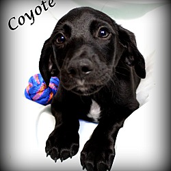 Thumbnail photo of Coyote~adopted! #1