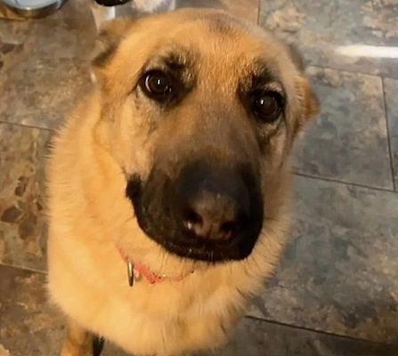 Roanoke, VA - German Shepherd Dog. Meet Cupcake a Pet for Adoption