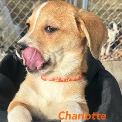 Photo of Charlotte (Orange)