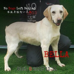 Photo of Bella 8151