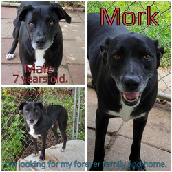 Thumbnail photo of Mork #1