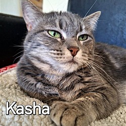 Photo of Kasha