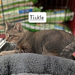 Thumbnail photo of Tickle #great-conversationalist #1