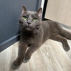 Thumbnail photo of Precious (Russian Blue) #1