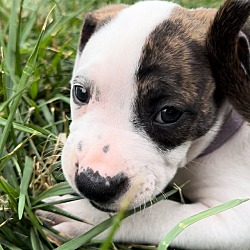 Thumbnail photo of Chocolate Chip (Ice Cream Litter) #3