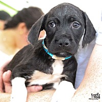 adopt a pet