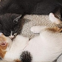adopt a pet