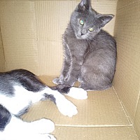 adopt a pet