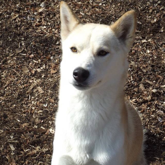 Shelbyville Ky Shiba Inu Meet Dex A Pet For Adoption