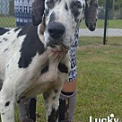 Great Dane Puppies Great Dane Rescue And Adoption Near You   291182381 