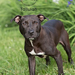 Photo of Tallulah