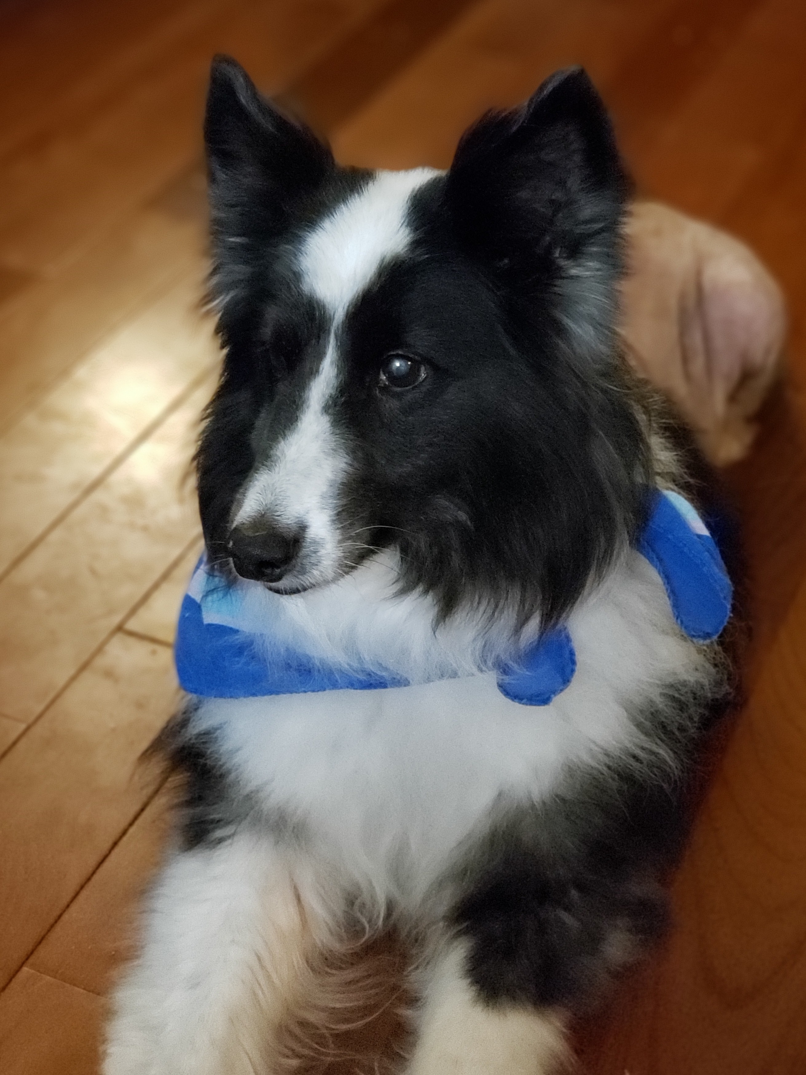 black and white sheltie stuffed animal