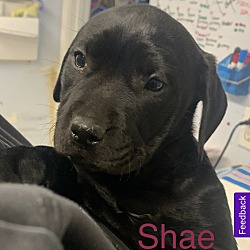 Thumbnail photo of Shae #1