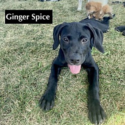 Thumbnail photo of Ginger Spice #1