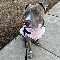 adopt a pet