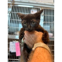 adopt-pet