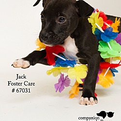 Thumbnail photo of Jack (Foster) #2
