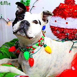 Thumbnail photo of Millie ~Holiday Promo~meet me~ #2