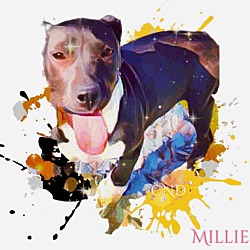 Thumbnail photo of Millie #1